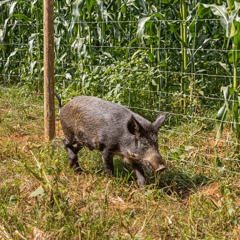 Instalação de tela JavaPorco